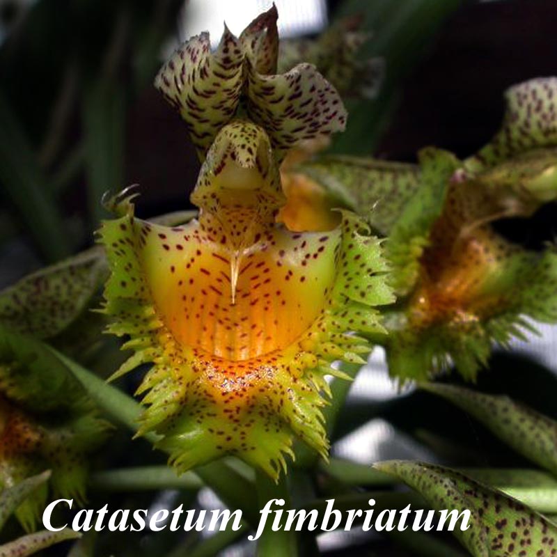 Catasetum fimbriatum